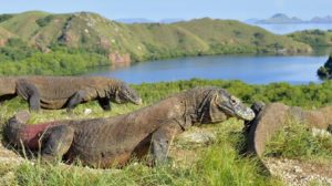 Pulau Komodo di Nusa Tenggara Timur